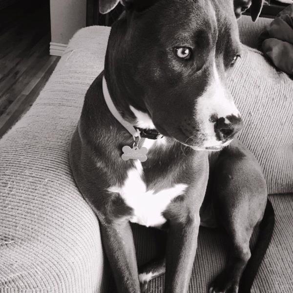 /Images/uploads/Humane Society of Utah/HSUCalendar/entries/754thumb.jpg